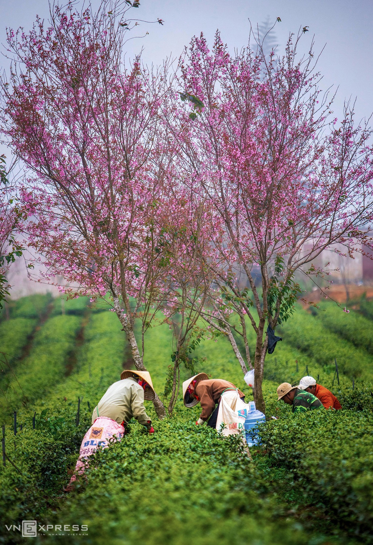 Da Lat blanketed in pink of blooming cherry blossoms Da Lat blanketed in pink of blooming cherry blossoms
