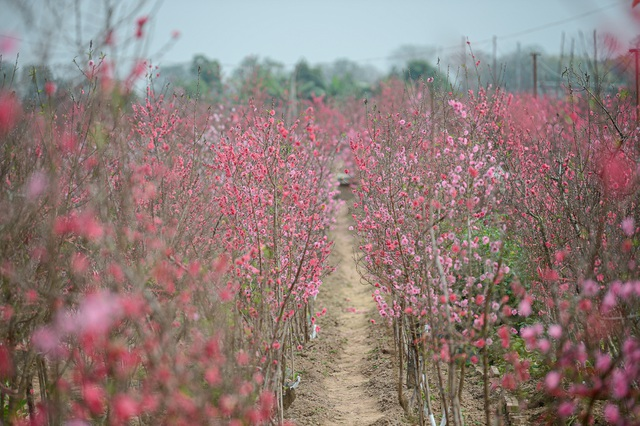 Gorgeous scene in Northern Vietnam’s largest peach blossom-growing hub Gorgeous scene in Northern Vietnam’s largest peach blossom- growing hub