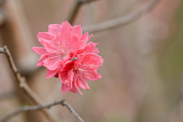 Gorgeous scene in Northern Vietnam’s largest peach blossom-growing hub Gorgeous scene in Northern Vietnam’s largest peach blossom- growing hub