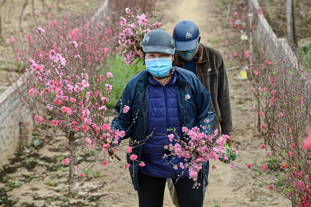 Gorgeous scene in Northern Vietnam’s largest peach blossom-growing hub Gorgeous scene in Northern Vietnam’s largest peach blossom- growing hub