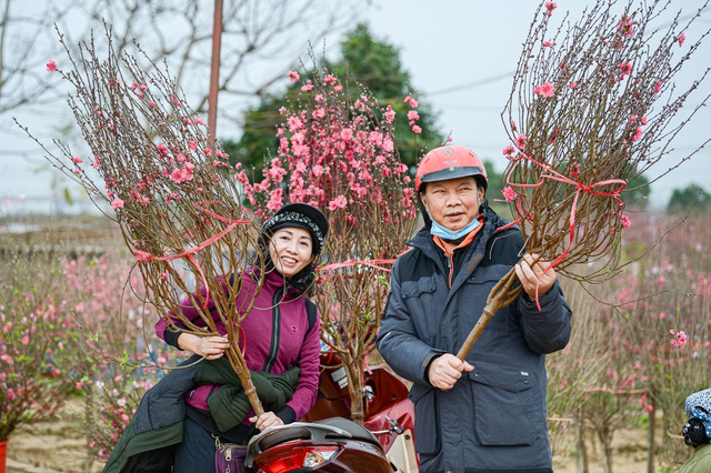 Gorgeous scene in Northern Vietnam’s largest peach blossom-growing hub Gorgeous scene in Northern Vietnam’s largest peach blossom- growing hub