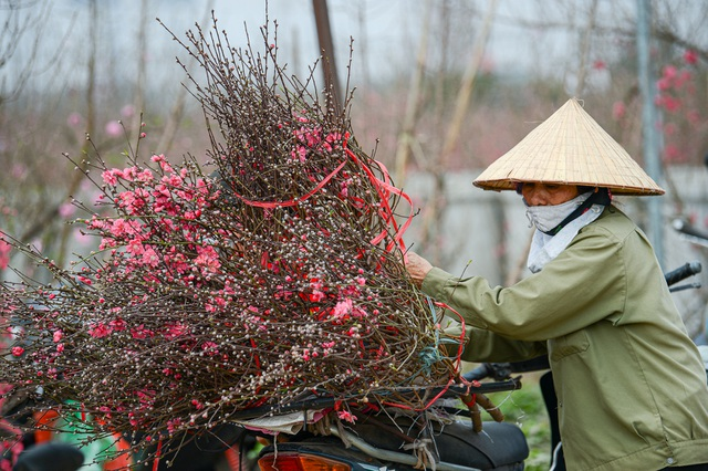 Gorgeous scene in Northern Vietnam’s largest peach blossom-growing hub Gorgeous scene in Northern Vietnam’s largest peach blossom- growing hub