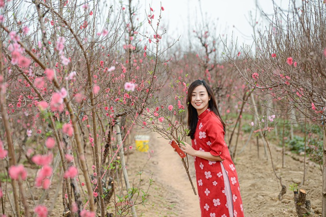 Gorgeous scene in Northern Vietnam’s largest peach blossom-growing hub Gorgeous scene in Northern Vietnam’s largest peach blossom- growing hub