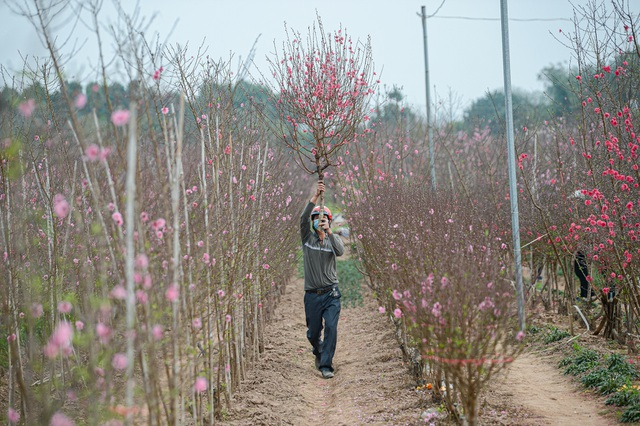 Gorgeous scene in Northern Vietnam’s largest peach blossom-growing hub Gorgeous scene in Northern Vietnam’s largest peach blossom- growing hub