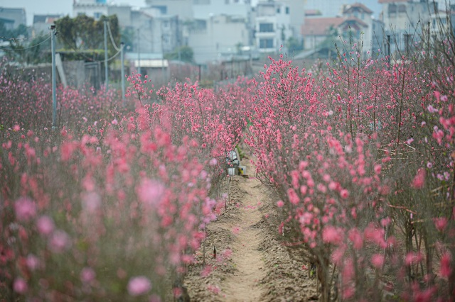 Gorgeous scene in Northern Vietnam’s largest peach blossom-growing hub Gorgeous scene in Northern Vietnam’s largest peach blossom- growing hub