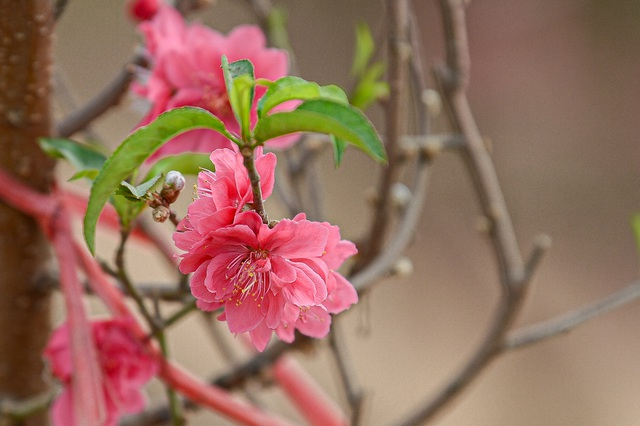 Gorgeous scene in Northern Vietnam’s largest peach blossom-growing hub Gorgeous scene in Northern Vietnam’s largest peach blossom- growing hub