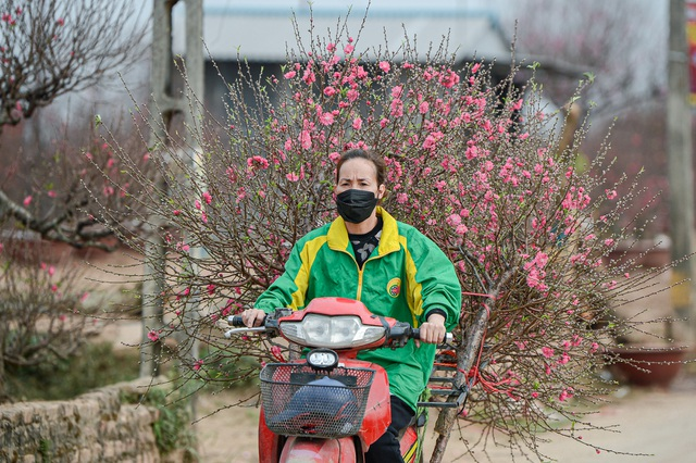 Gorgeous scene in Northern Vietnam’s largest peach blossom-growing hub Gorgeous scene in Northern Vietnam’s largest peach blossom- growing hub