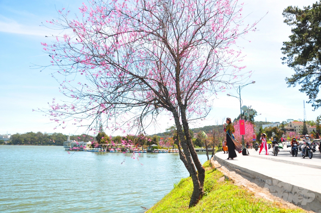 Da Lat puts on romantic outfit with pink cherry blossoms
