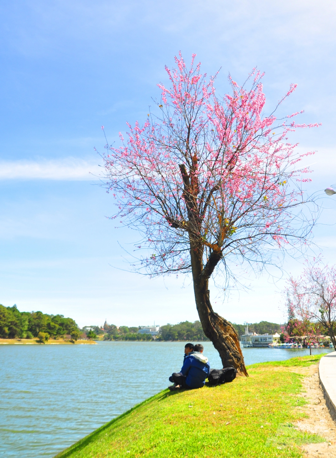 Da Lat puts on romantic outfit with pink cherry blossoms