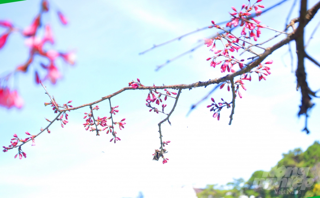 Da Lat puts on romantic outfit with pink cherry blossoms