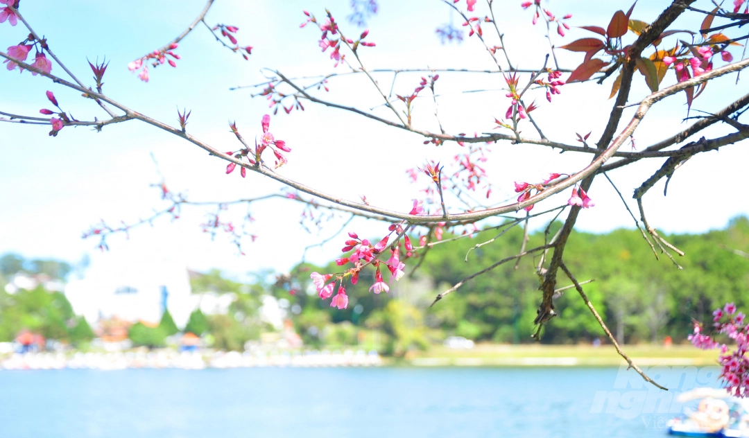 Da Lat puts on romantic outfit with pink cherry blossoms