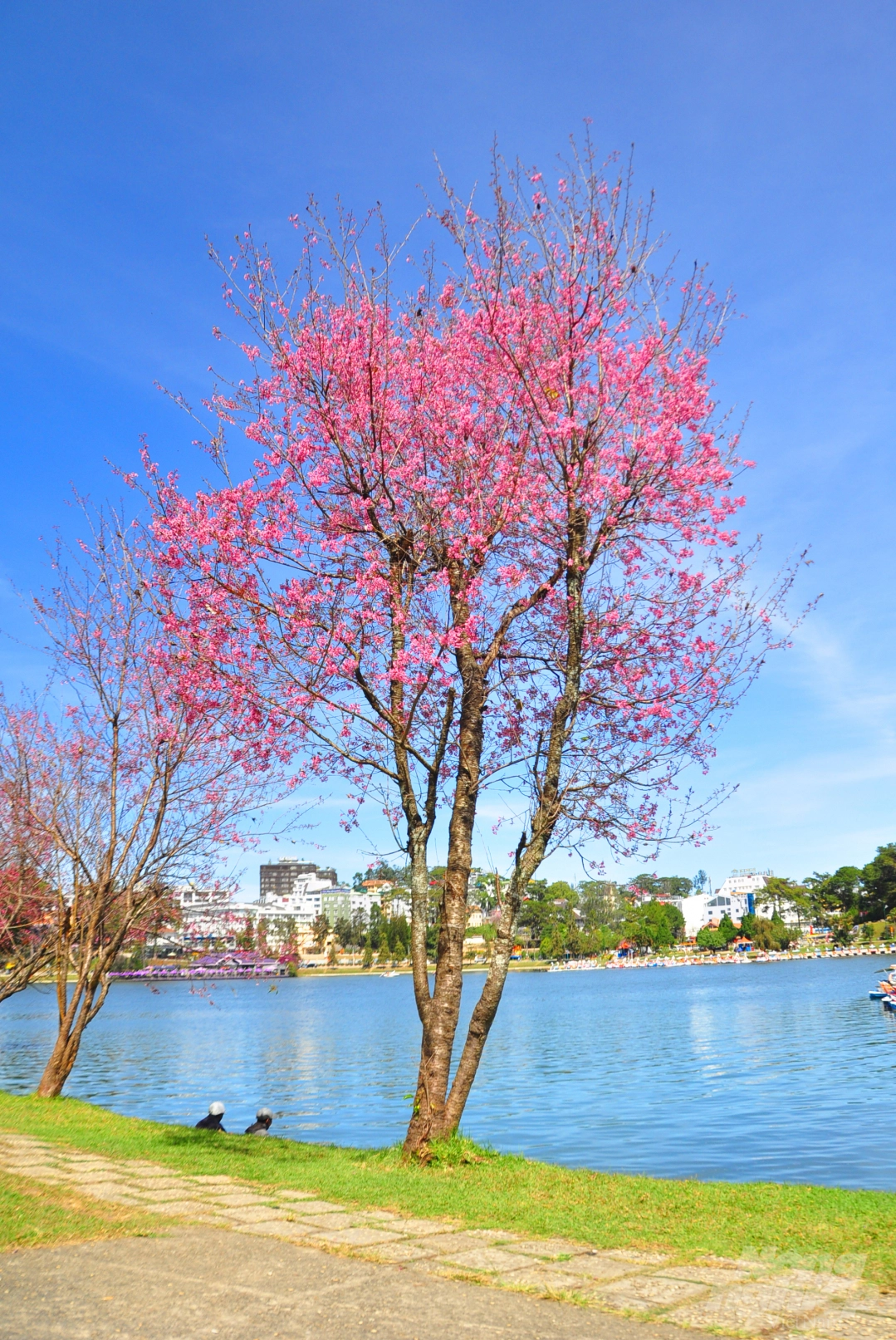 Da Lat puts on romantic outfit with pink cherry blossoms