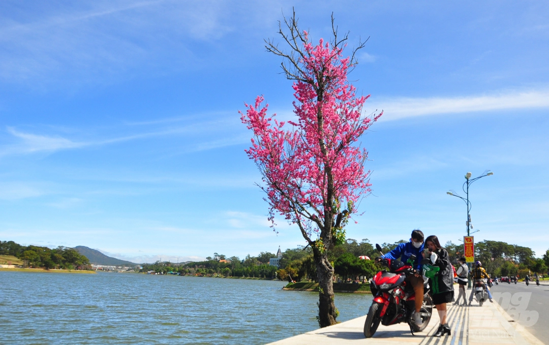 Da Lat puts on romantic outfit with pink cherry blossoms