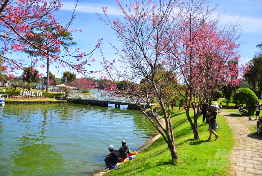 Da Lat puts on romantic outfit with pink cherry blossoms