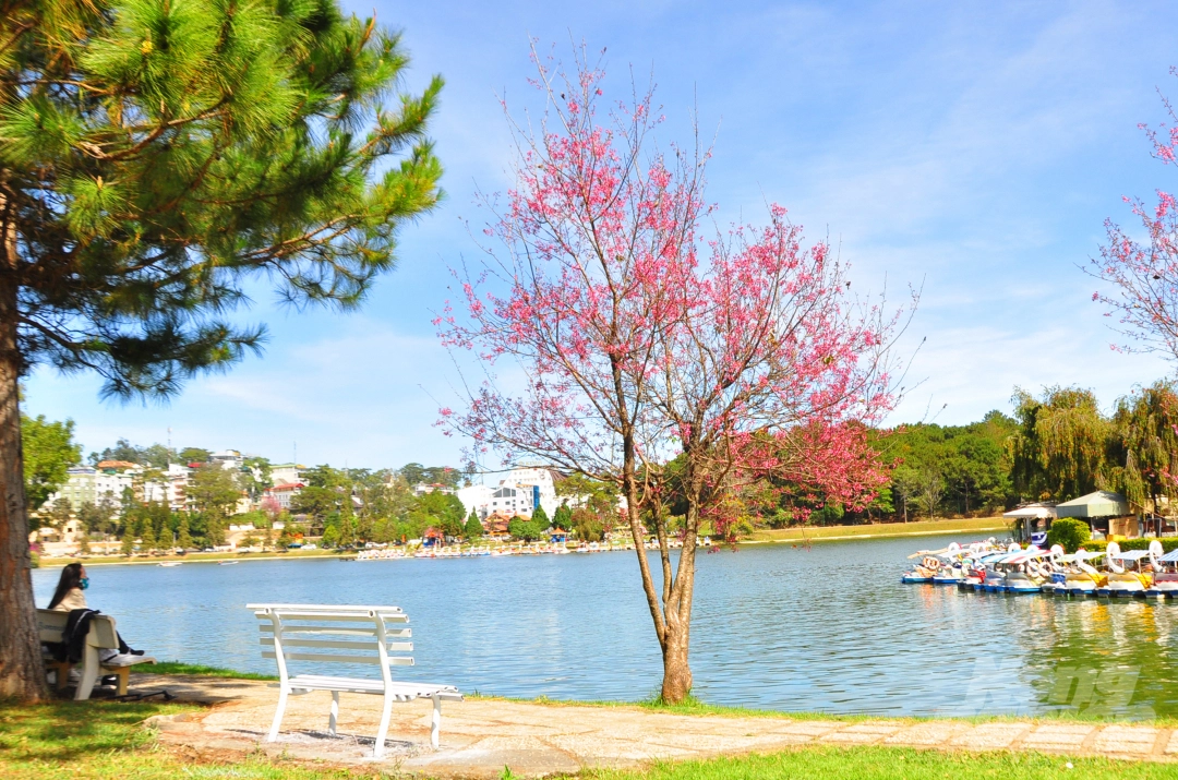 Da Lat puts on romantic outfit with pink cherry blossoms