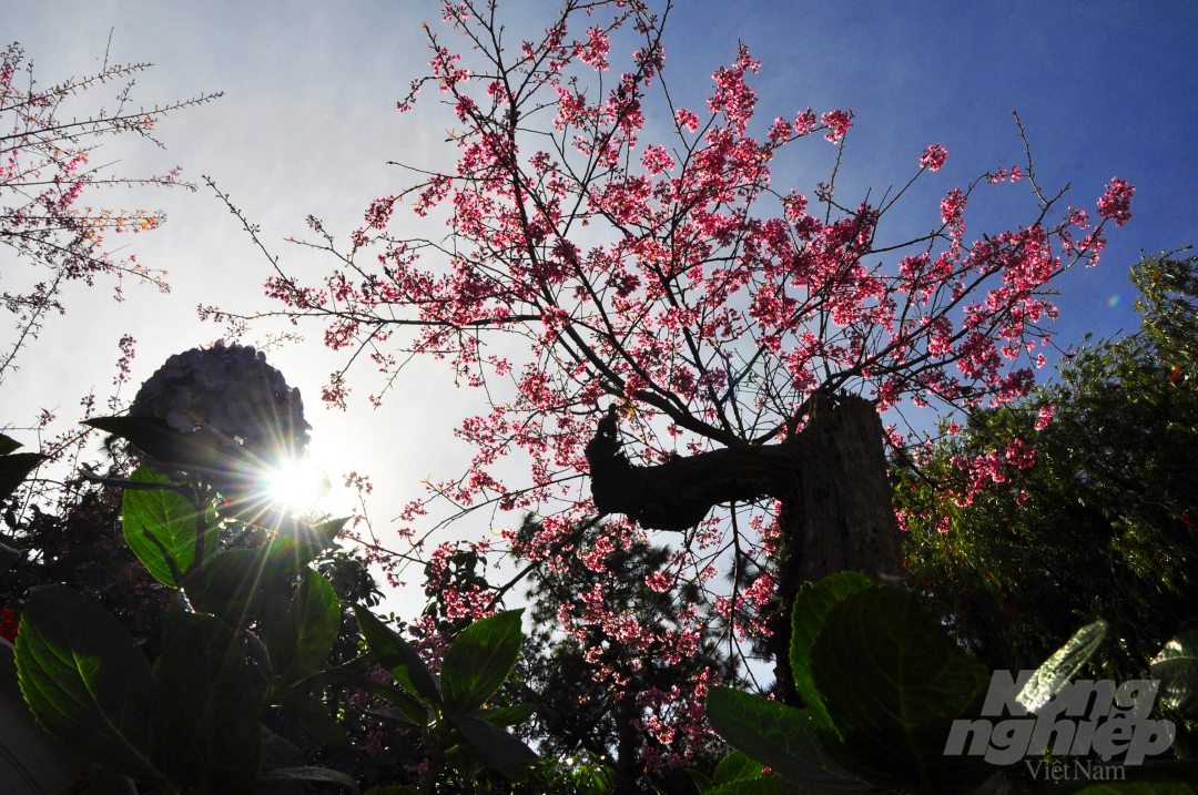 Da Lat puts on romantic outfit with pink cherry blossoms