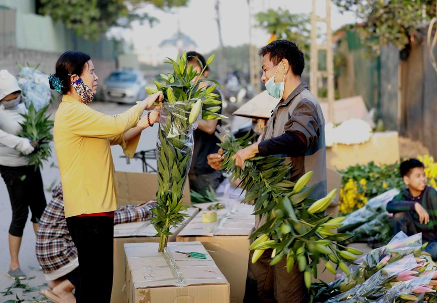 Picturesque scene at Vietnam’s famous flower villages ahead of Tet Picturesque scene at Vietnam’s famous flower villages ahead of Tet