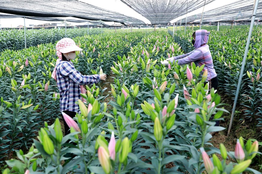 Picturesque scene at Vietnam’s famous flower villages ahead of Tet Picturesque scene at Vietnam’s famous flower villages ahead of Tet