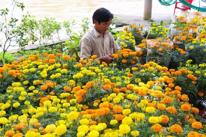 Picturesque scene at Vietnam’s famous flower villages ahead of Tet Picturesque scene at Vietnam’s famous flower villages ahead of Tet