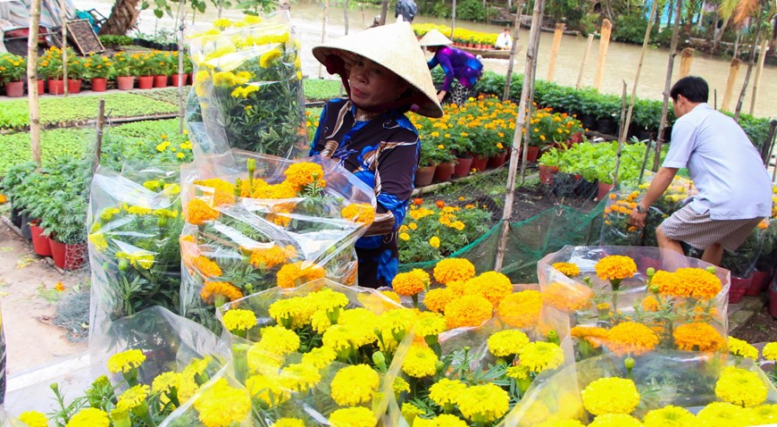 Picturesque scene at Vietnam’s famous flower villages ahead of Tet Picturesque scene at Vietnam’s famous flower villages ahead of Tet