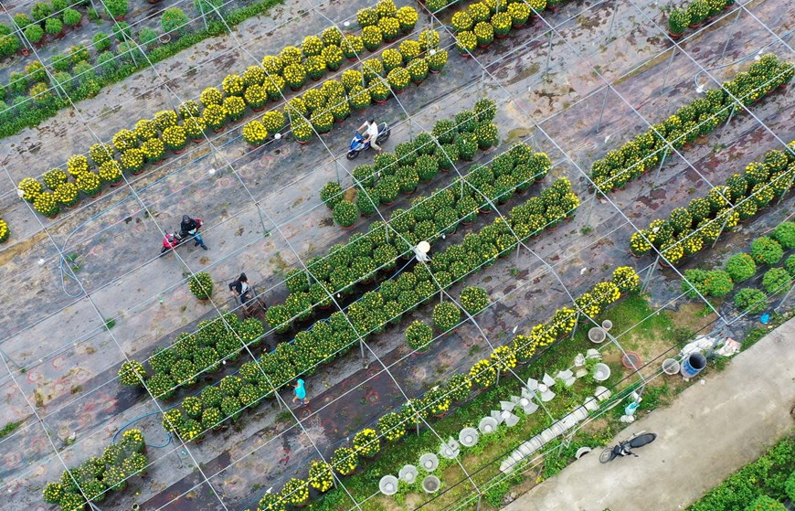 Picturesque scene at Vietnam’s famous flower villages ahead of Tet Picturesque scene at Vietnam’s famous flower villages ahead of Tet