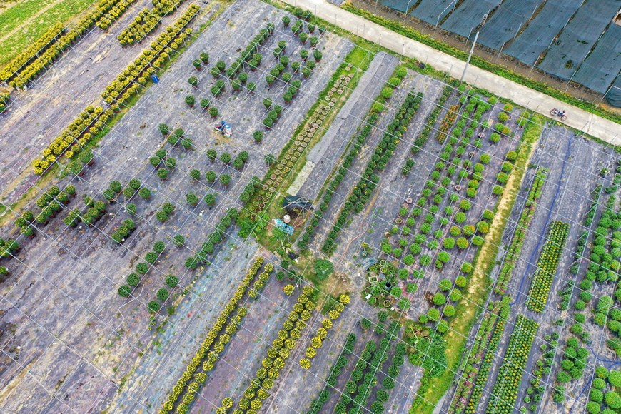 Picturesque scene at Vietnam’s famous flower villages ahead of Tet Picturesque scene at Vietnam’s famous flower villages ahead of Tet