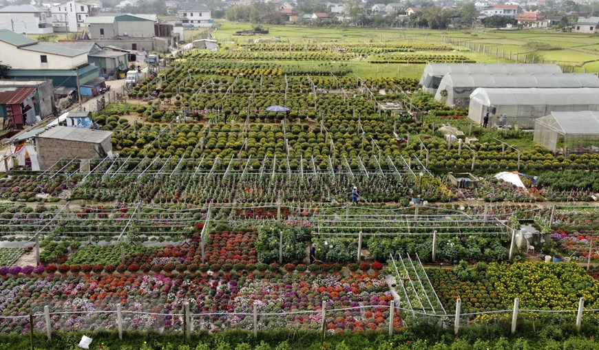Picturesque scene at Vietnam’s famous flower villages ahead of Tet Picturesque scene at Vietnam’s famous flower villages ahead of Tet