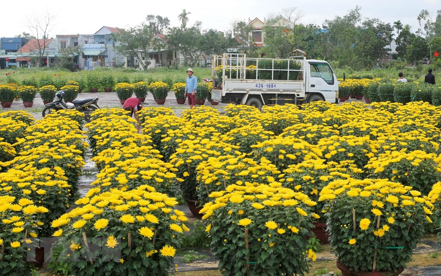 Picturesque scene at Vietnam’s famous flower villages ahead of Tet 5629 13