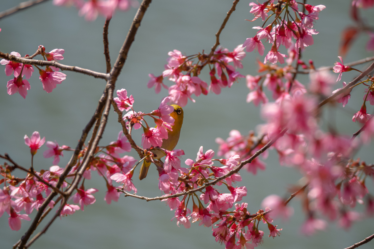 Beauty of cherry blossoms in seas of clouds in Mang Den town Beauty of cherry blossoms in seas of clouds in Mang Den town