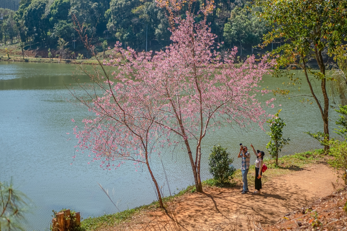 Beauty of cherry blossoms in seas of clouds in Mang Den town Beauty of cherry blossoms in seas of clouds in Mang Den town
