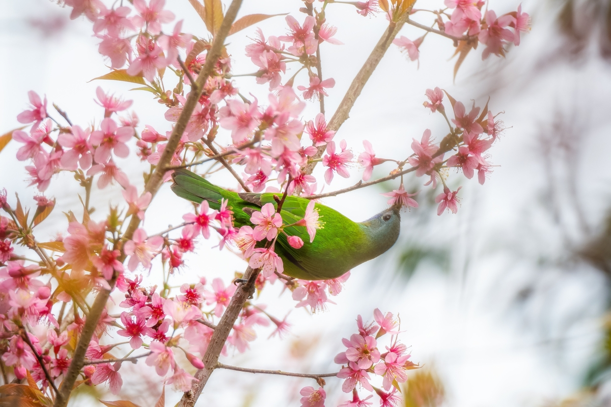 Beauty of cherry blossoms in seas of clouds in Mang Den town Beauty of cherry blossoms in seas of clouds in Mang Den town