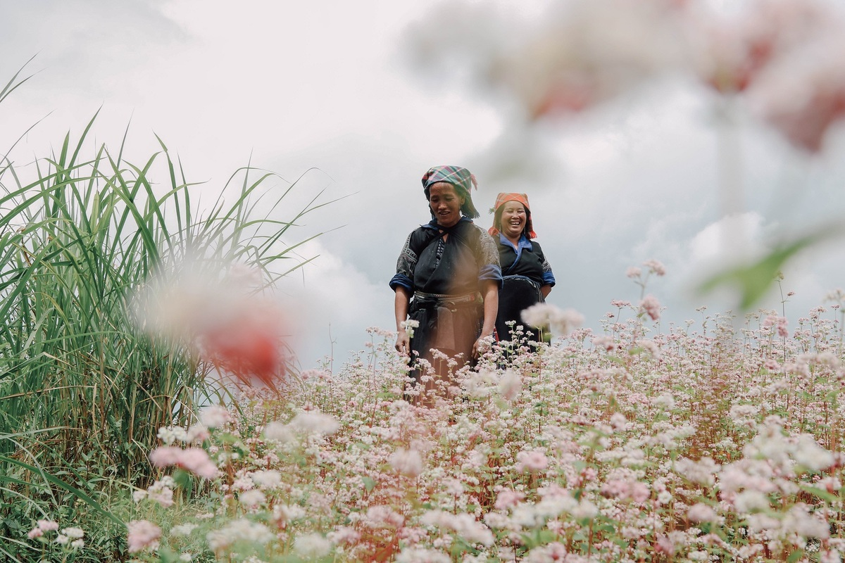Flower season across Vietnam under the lens of local photographer Flower season across Vietnam under the lens of local photographer