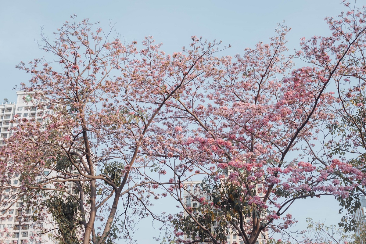 Flower season across Vietnam under the lens of local photographer Flower season across Vietnam under the lens of local photographer