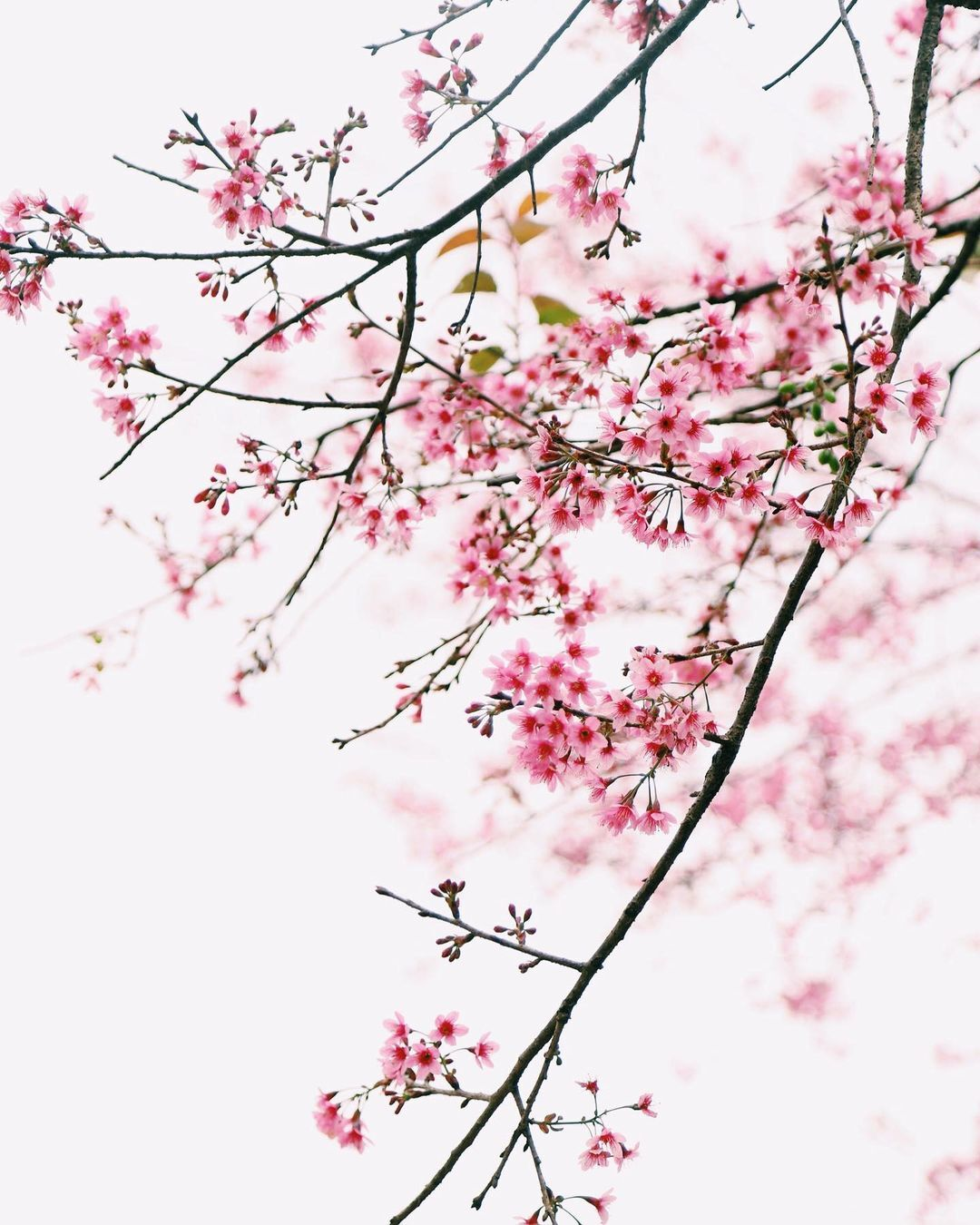 Flower season across Vietnam under the lens of local photographer Flower season across Vietnam under the lens of local photographer