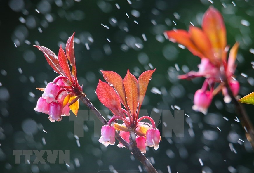 Bell-shaped peach blossoms brilliantly bloom on path to “rooftop of Quang Tri”