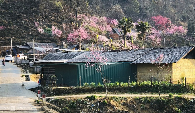 Blooming peach blossoms embellish beauty of Phin Ho village Blooming peach blossoms embellish beauty of Phin Ho village