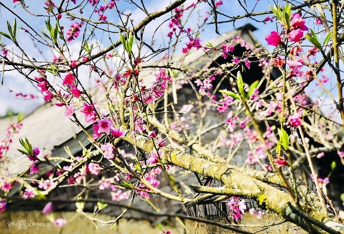 Blooming peach blossoms embellish beauty of Phin Ho village Blooming peach blossoms embellish beauty of Phin Ho village