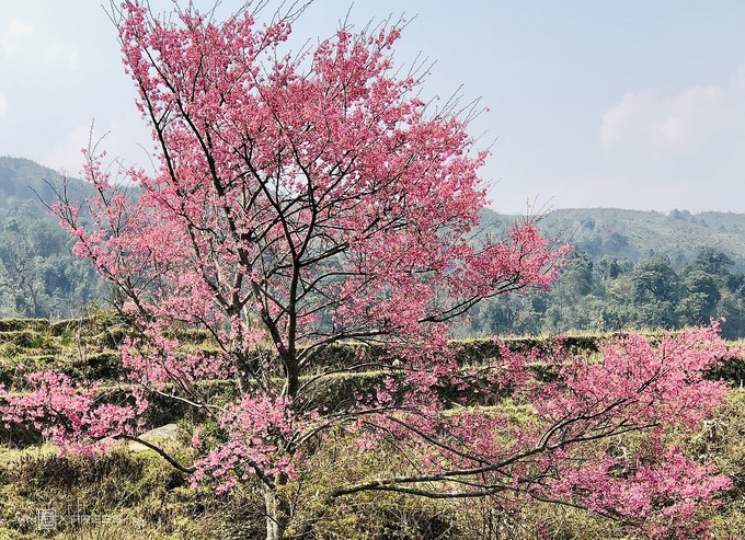 Blooming peach blossoms embellish beauty of Phin Ho village Blooming peach blossoms embellish beauty of Phin Ho village