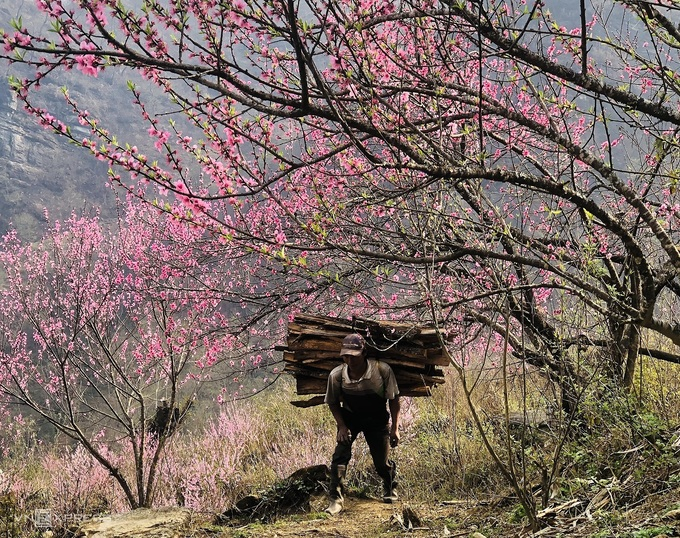 Blooming peach blossoms embellish beauty of Phin Ho village Blooming peach blossoms embellish beauty of Phin Ho village