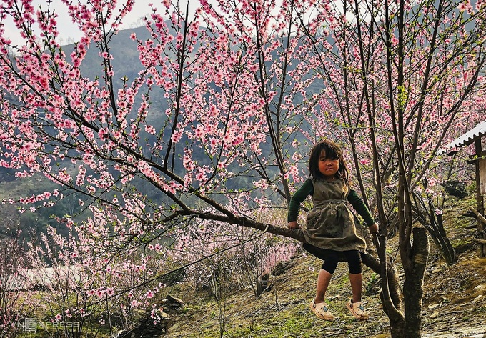 Blooming peach blossoms embellish beauty of Phin Ho village Blooming peach blossoms embellish beauty of Phin Ho village