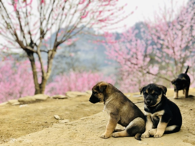 Blooming peach blossoms embellish beauty of Phin Ho village Blooming peach blossoms embellish beauty of Phin Ho village