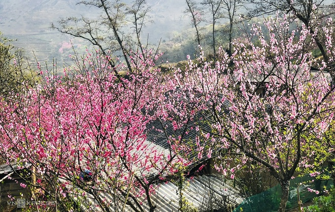 Blooming peach blossoms embellish beauty of Phin Ho village Blooming peach blossoms embellish beauty of Phin Ho village