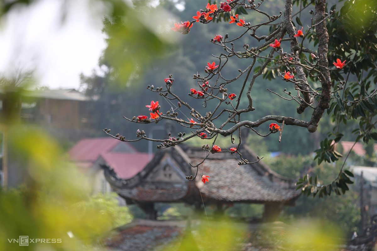 Hanoi dyed in red of silk cotton flowers Hanoi dyed in red of silk cotton flowers