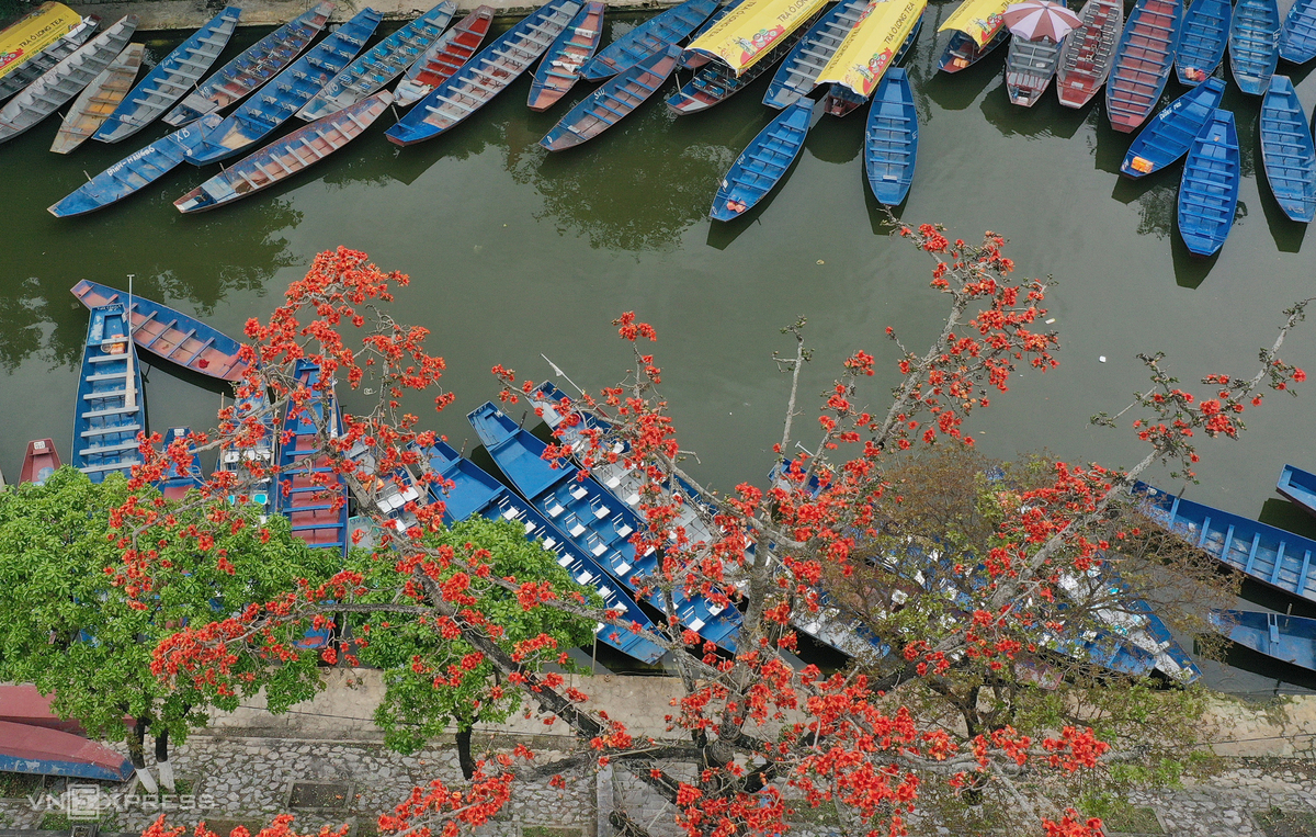 Hanoi dyed in red of silk cotton flowers Hanoi dyed in red of silk cotton flowers