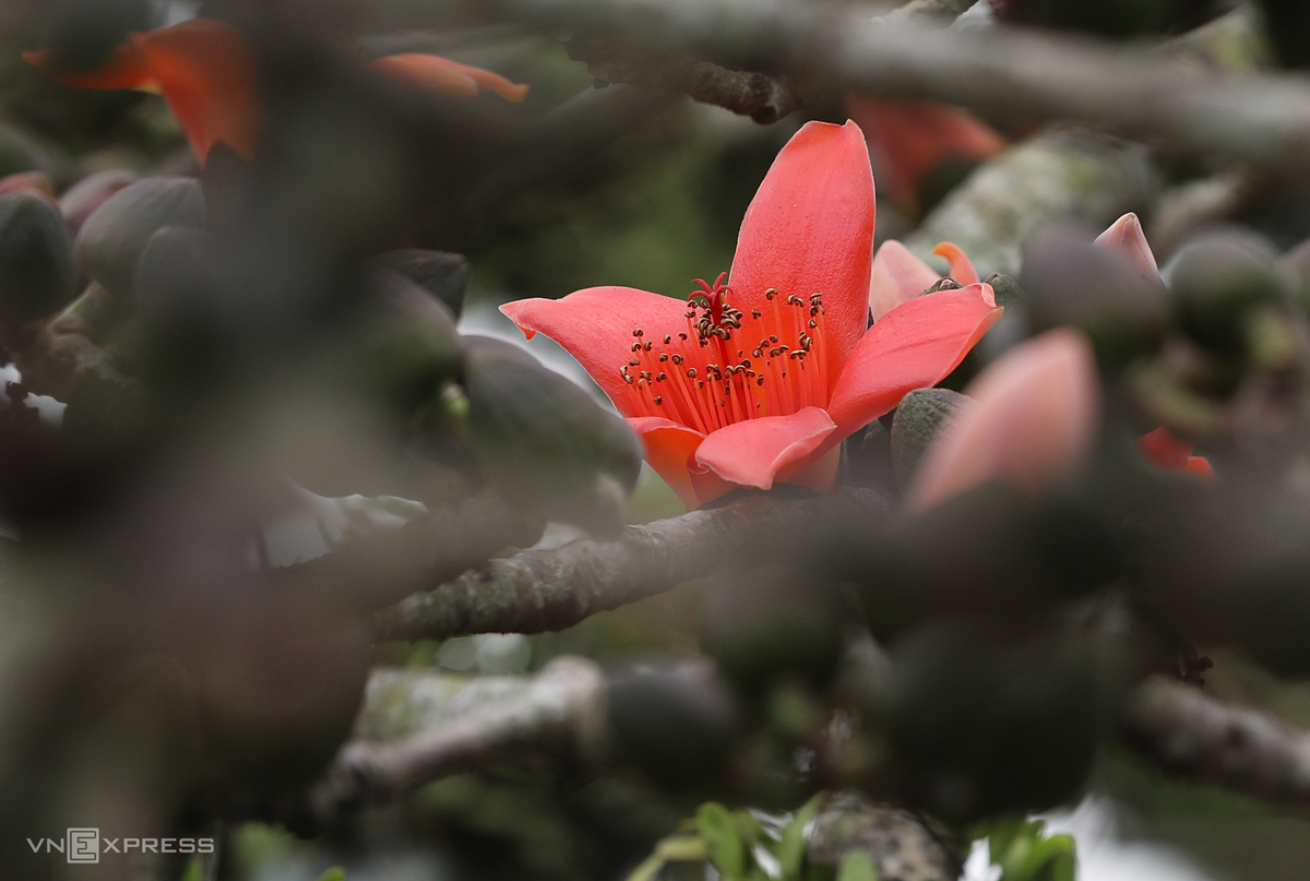 Hanoi dyed in red of silk cotton flowers Hanoi dyed in red of silk cotton flowers
