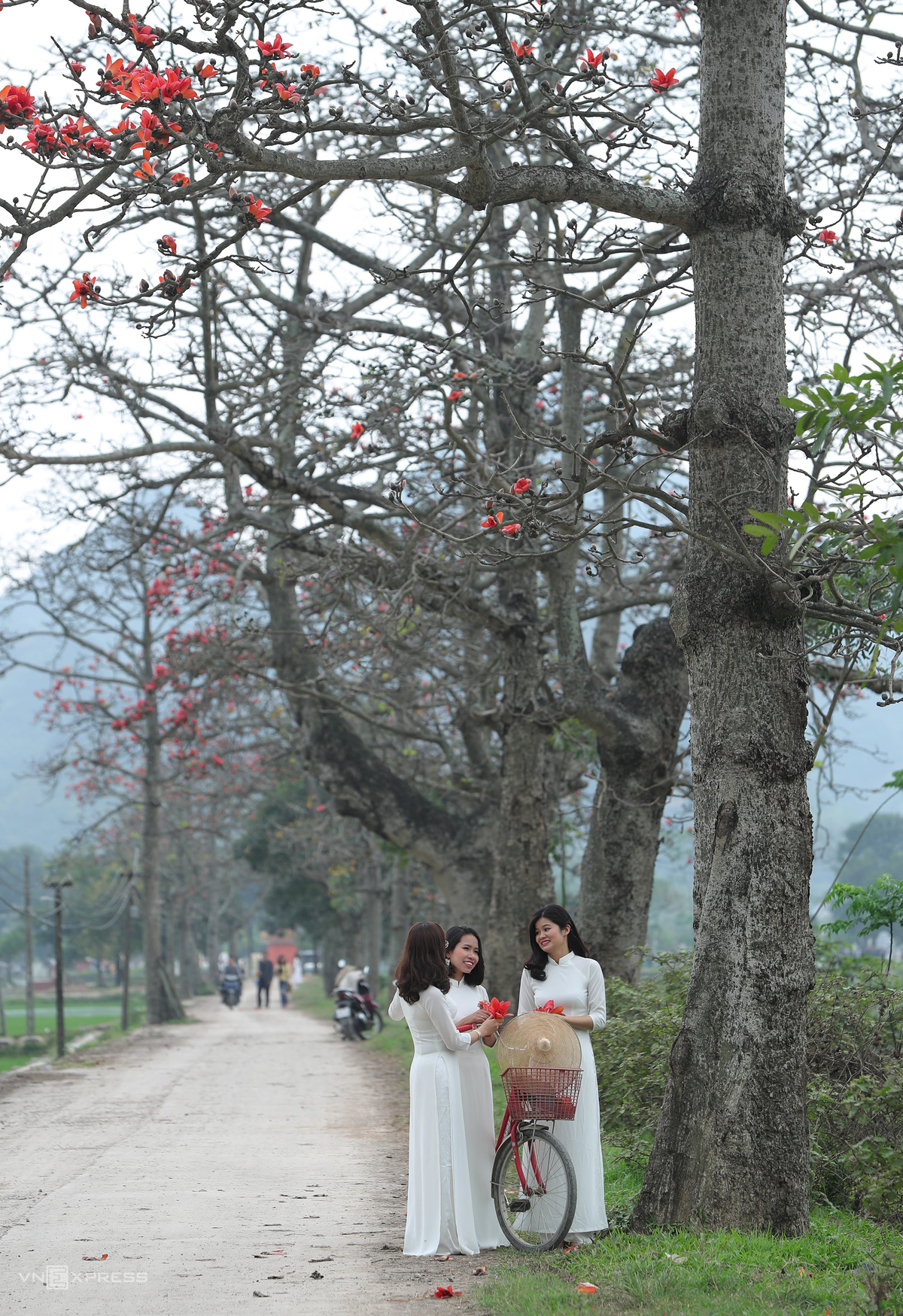 Hanoi dyed in red of silk cotton flowers Hanoi dyed in red of silk cotton flowers