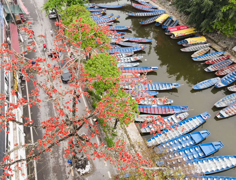 in photos red silk cotton flowers adorn beauty of huong perfume pagoda