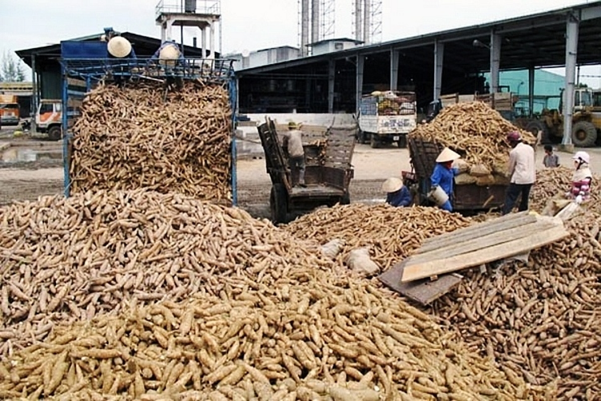 Vietnam’s cassava exports enjoy sharp increase in first quarter of 2021 Vietnam’s cassava exports enjoy sharp increase in first quarter of 2021