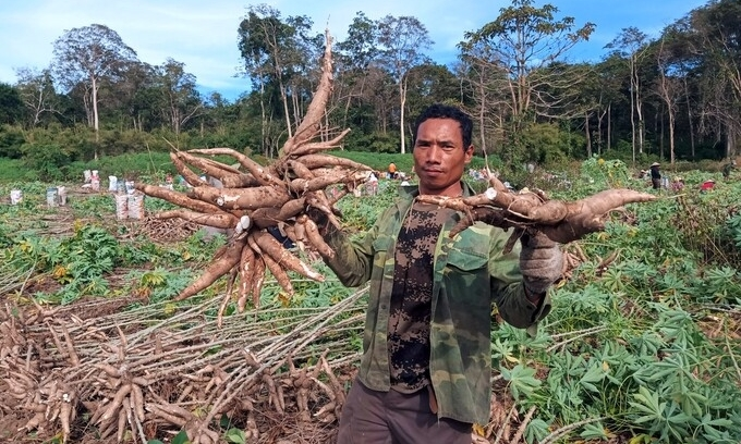 Vietnam’s cassava exports enjoy sharp increase in first quarter of 2021 Vietnam’s cassava exports enjoy sharp increase in first quarter of 2021