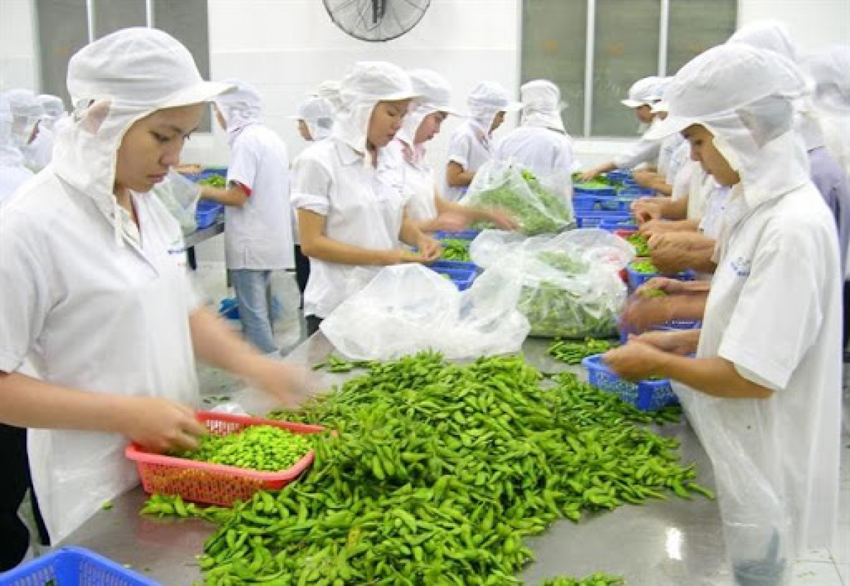 Vietnam’s fruit and vegetable exports skyrocket in first four months of 2021 Vietnam’s fruit and vegetable exports skyrocket in first four months of 2021